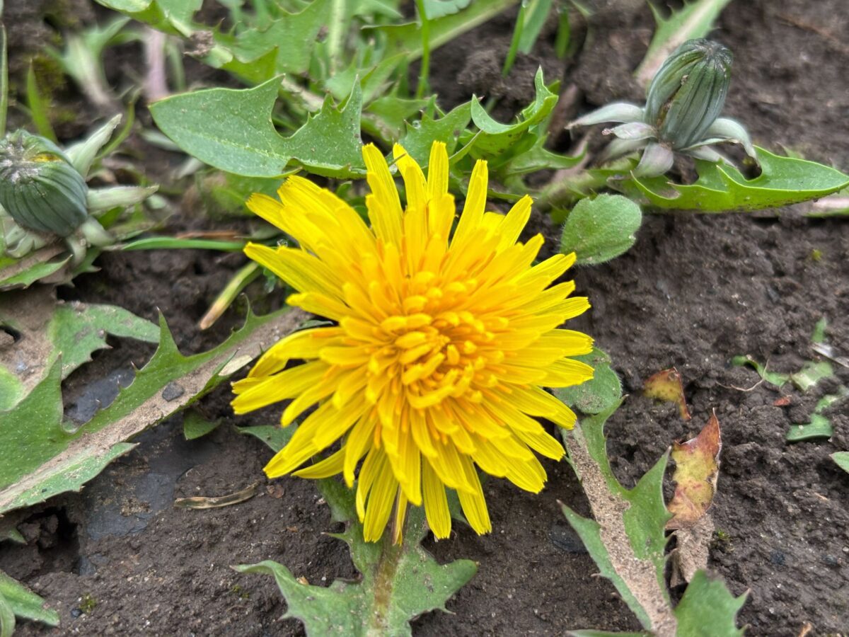 Експерти розповіли, які дикорослі рослини насправді можна їсти. Фото: Одна Хвилина