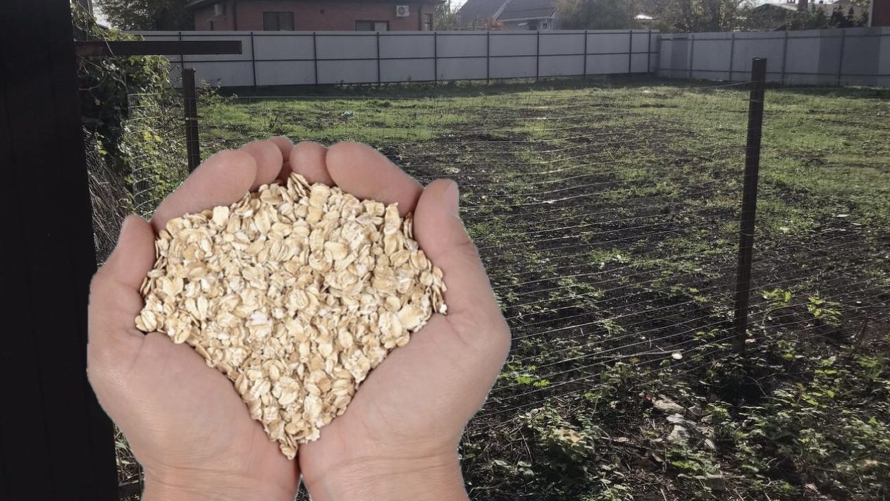 Городники розповіли про всі плюси та мінуси удобрення крупою по снігу. Фото: скріншот з відео 