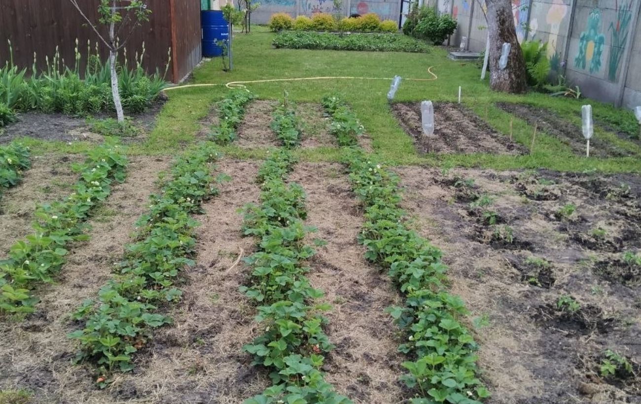 Городники розповіли, як без теплиці висадити огірки у квітні. Фото: Добрі новини