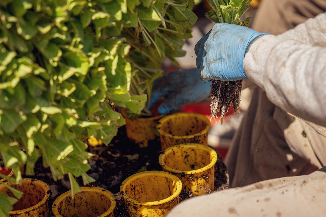 Експерти пояснили, чи варто купувати стаканчики для розсади. Фото: Pexels