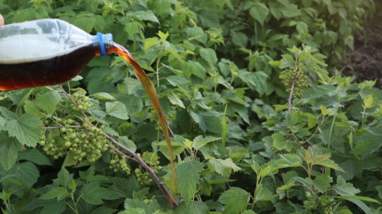 Садівники розкрили золоті секрети великого врожаю чорної смородини Фото: Сенсація