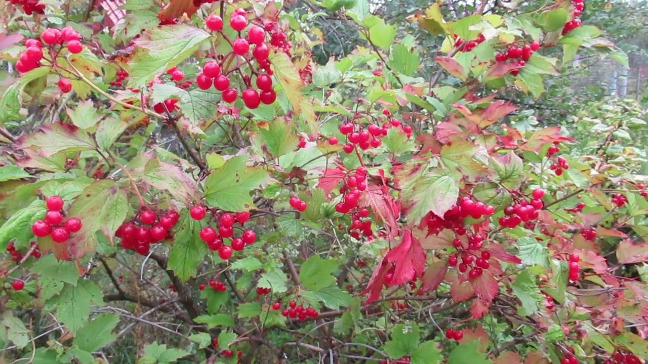 Садівники поділилися назвами рослин, які повинні рости в кожному дворі. Фото: скриншот з відео