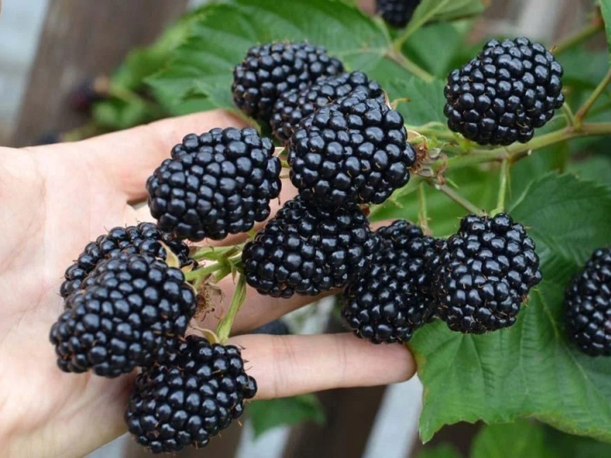 Садівники розповіли, які ягоди можна посадити у квітні. Фото: скриншот з відео