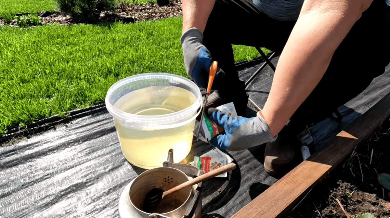 Садівники розповіли, як ефективно позбутися хрущів і гнилі на полуниці Фото: Ютуб-канал Наша дача!