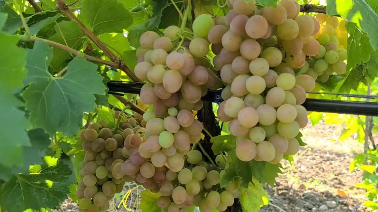 Садівники назвали найстійкіші цукристі сорти винограду в Україні Фото: Сенсація