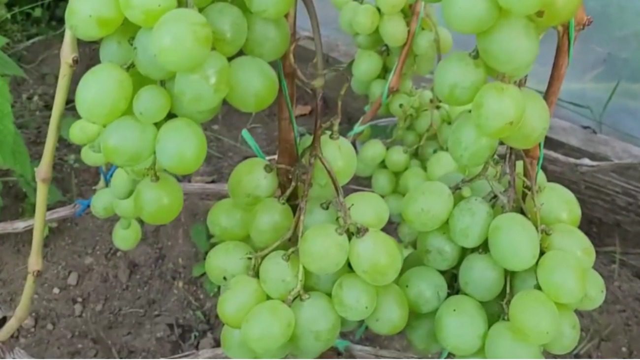 Садівники назвали найстійкіші цукристі сорти винограду в Україні Фото: Сенсація