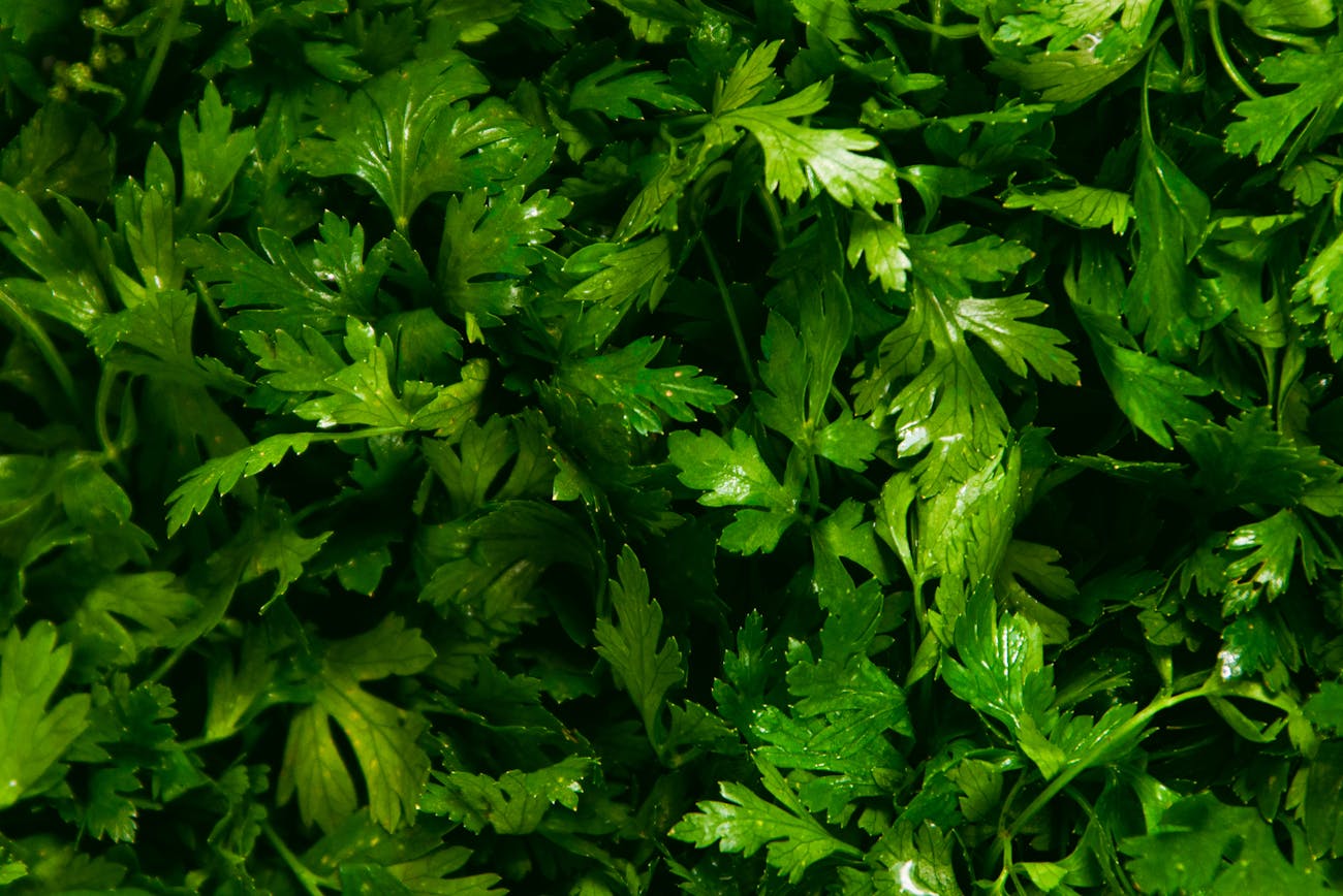 Городники розповіли, як виростити соковиту петрушку на грядках. Фото: YouTube