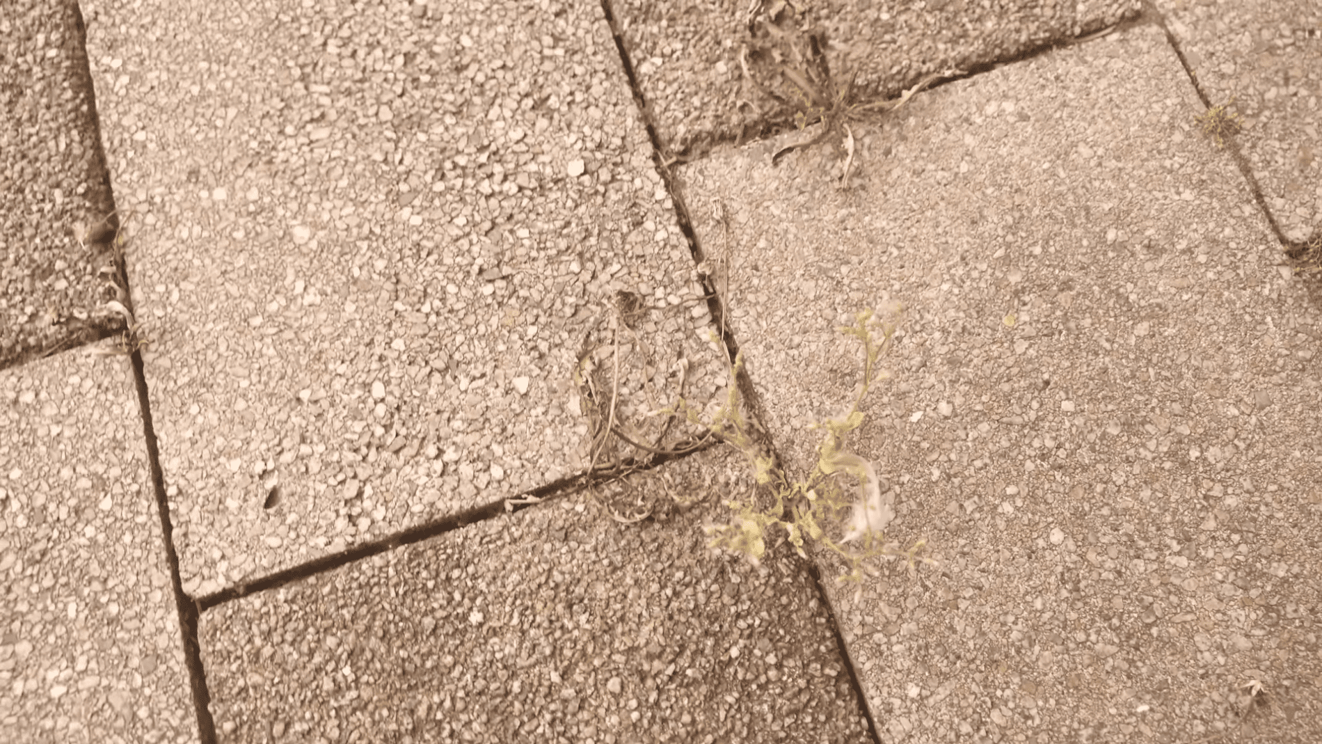 Городники розповіли про простий спосіб позбутися бур'янів у швах бруківки. Фото: YouTube/Smart Fox