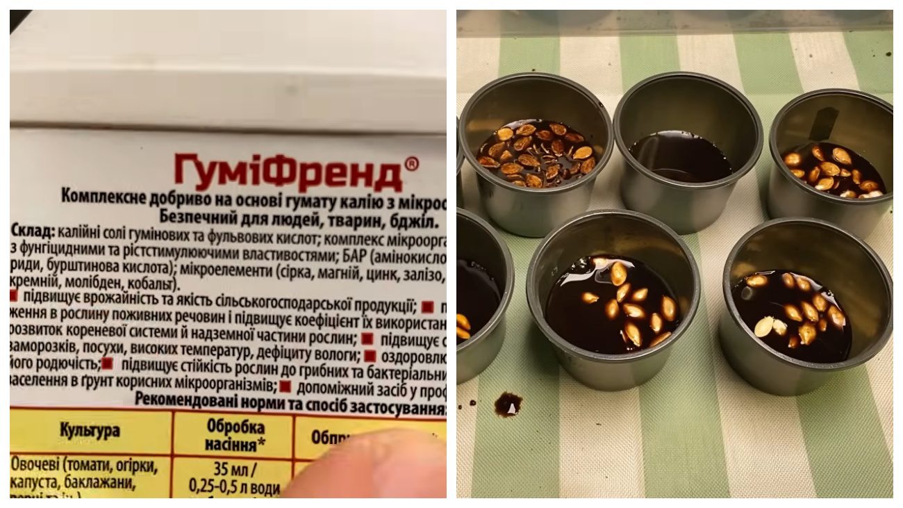 Городники дали поради щодо вирощування огірків з насіння. Фото: YouTube Корисне TV