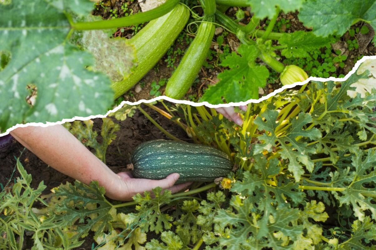 Агрономи назвали найврожайніші сорти кабачків, які стійкі до спеки й посухи. Фото: Сенсація