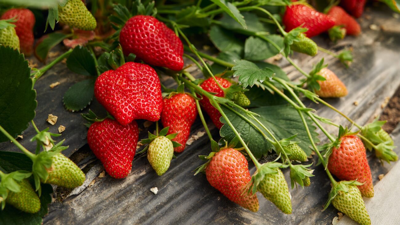 Садівники розсекретили сприятливий час для посадки полуниці навесні у ґрунт. Фото: Pixabay