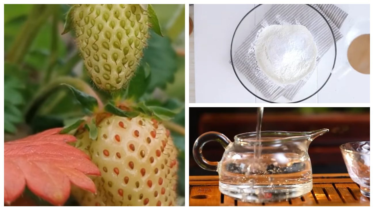 Садівники порадили доступне ефективне підживлення для полуниці. Фото: YouTube Gardener's advice