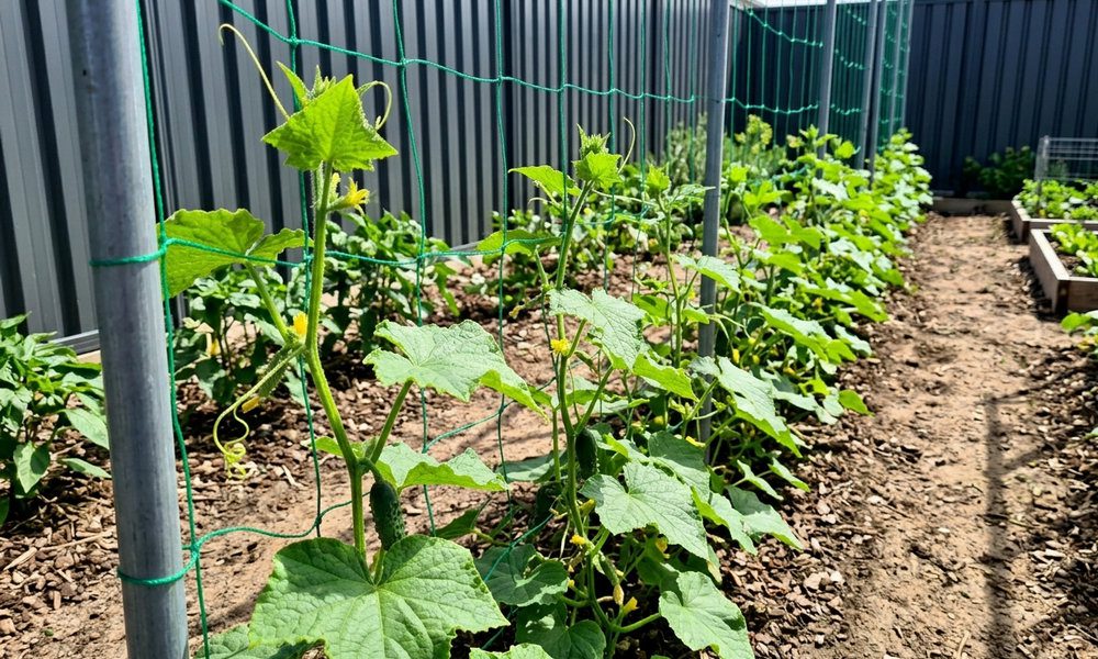 Огіркам треба давати достатньо простору для росту, тоді вони плодоноситимуть краще