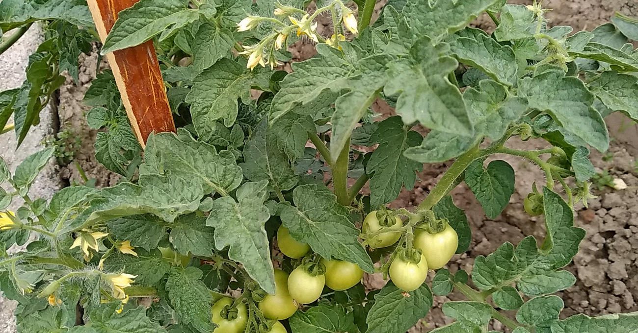 Городники розповіли, чи обов'язково для гарного врожаю пасинкувати томати. Фото: скріншот з відео 