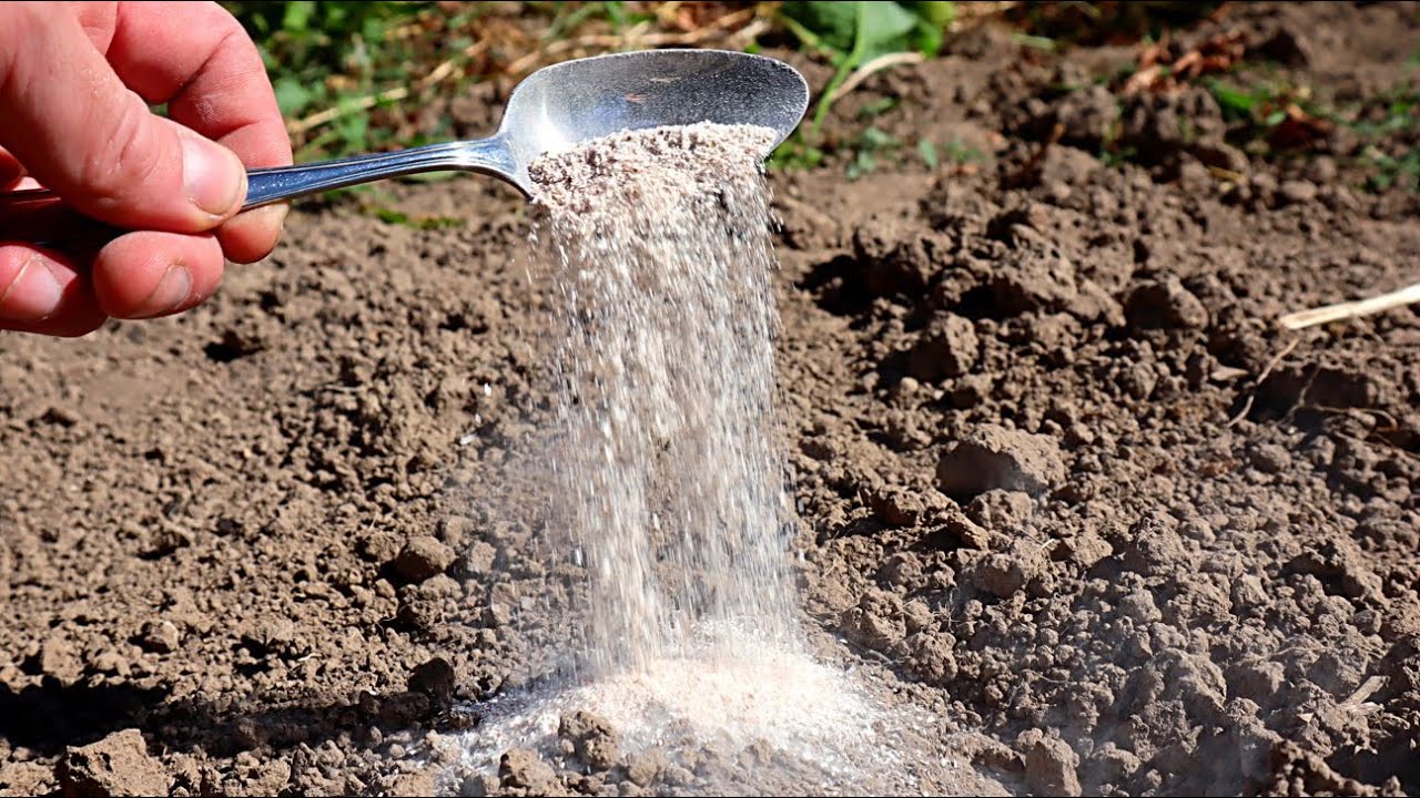 Садівники розповіли, які добрива вносити під дерева та кущі навесні. Фото: Скріншот з відео 