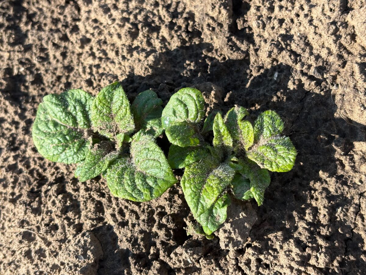 Експерти розповіли, яка помилка навесні може зіпсувати розсаду. Фото: Добрі Новини