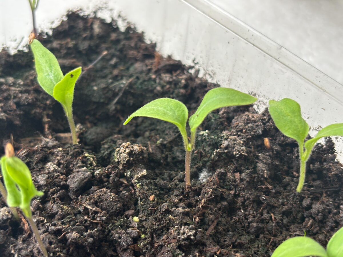 Садівники розповіли, в які дні травня краще не садити рослини. Фото: Добрі Новини