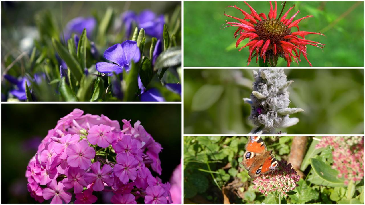 Городники розповіли, які рослини допоможуть боротися з бур'янами в саду. Фото: Pixabay