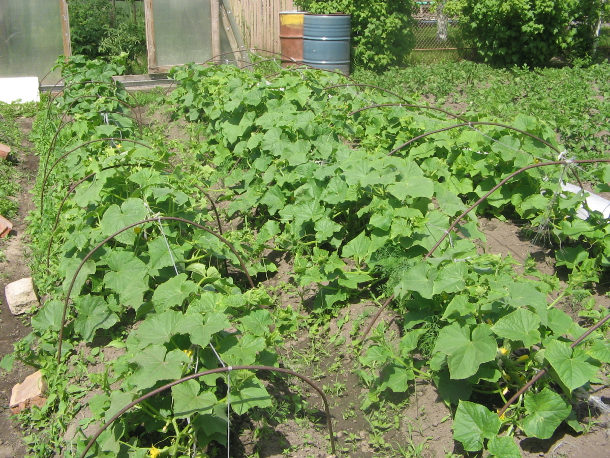 Городники розповіли, чим полити огірки після пересадки, щоб пішли в ріст. Фото: скриншот з відео