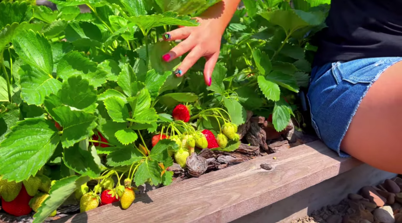 Агроном розкрив 3 головні секрети щедрого урожаю полуниці.   Фото: Ютуб-канал Корисні Корисності