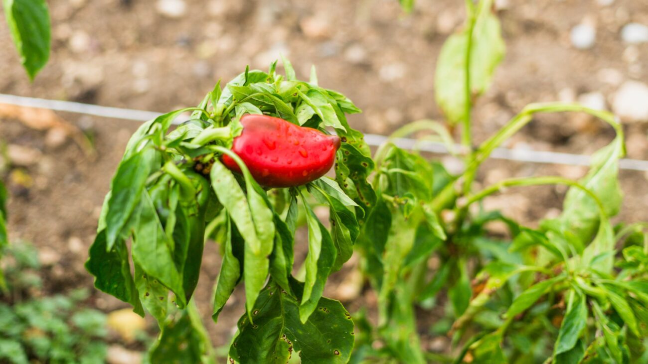 Агрономи розсекретили три сорти перцю, які не бояться посухи. Фото: Freepik