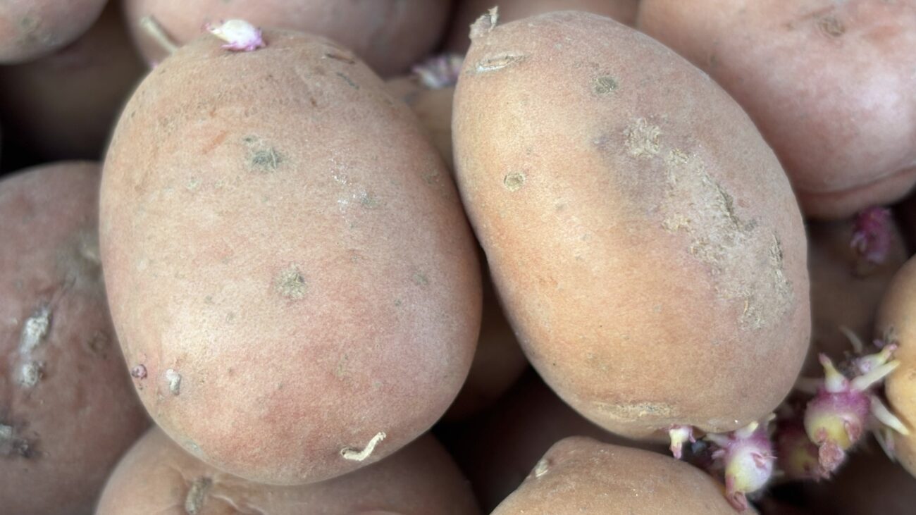 Городники розповіли, які сорти картоплі обрати для висадки у травні. Фото: Добрі новини 