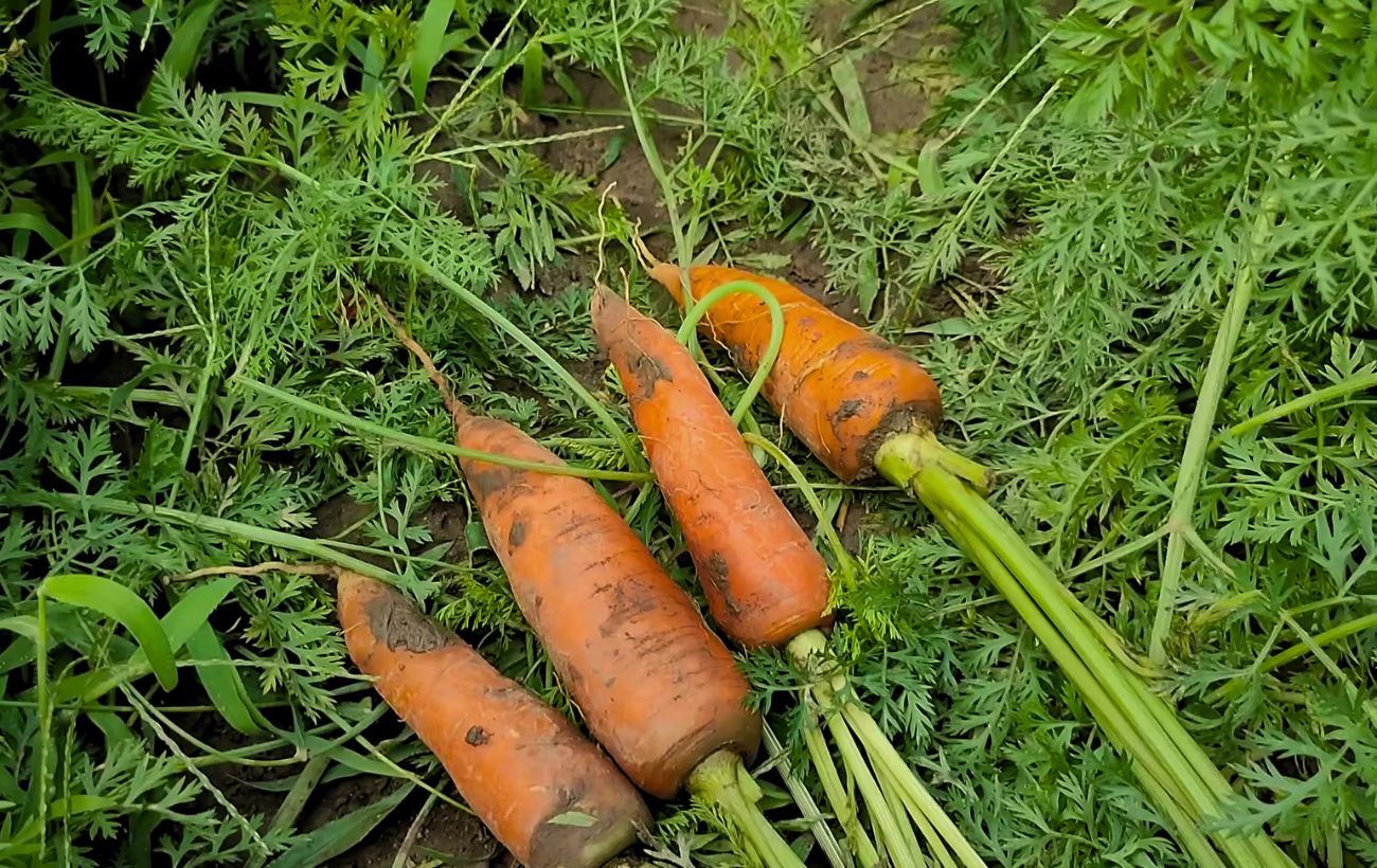 Городники розповіли, чим підживити моркву для гарної форми й відмінного смаку. Фото: YouTube ДІМ ТА ПРИСАДИБНА ДІЛЯНКА