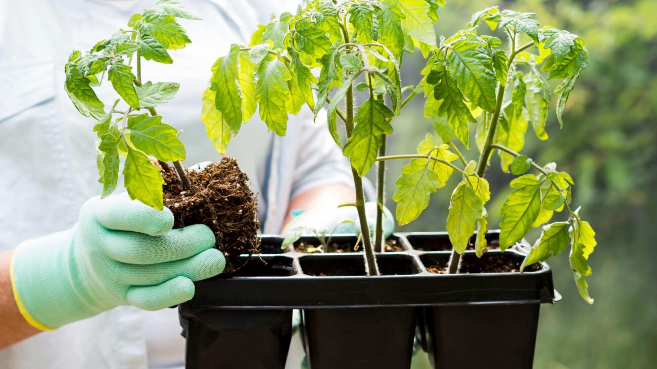 Городники розповіли, як врятувати розсаду томатів, якщо листя почало жовтіти. Фото: Freepik