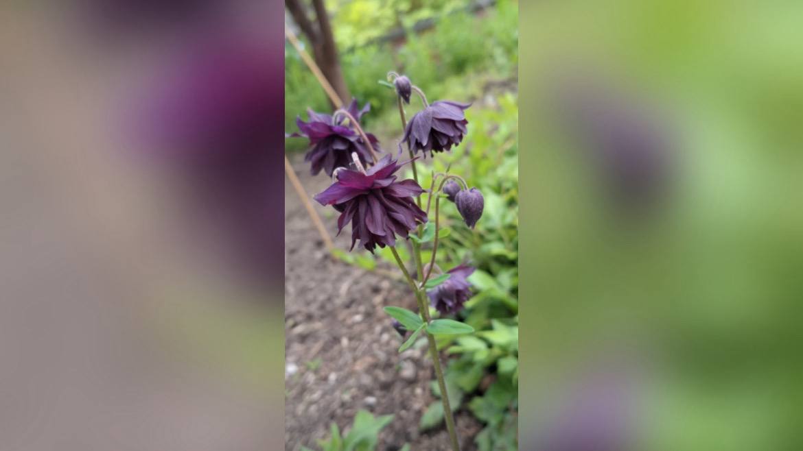 Чорна аквілегія. Фото: YouTube shirleychi