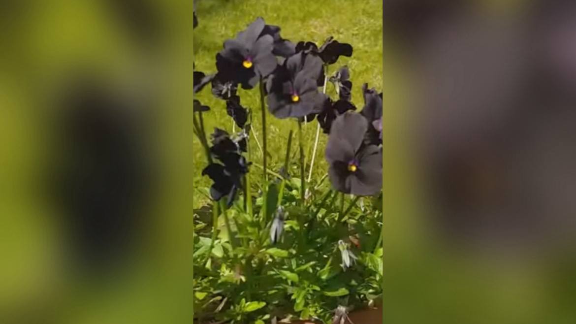 Чорні братки. Фото: YouTube plantwithmatt