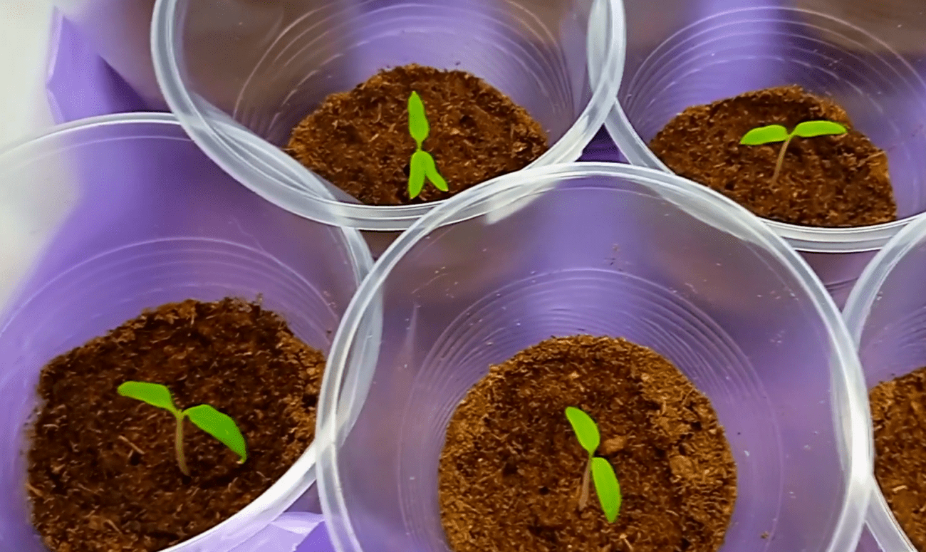 Яке добриво дати розсаді томатів, аби вона не витягувалась раніше часу. Фото: YouTube Чарівна грядка