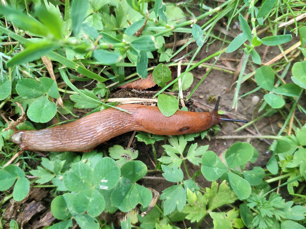 Городники розповіли, як приготувати дієвий розчин проти слимаків. Фото: скриншот з відео