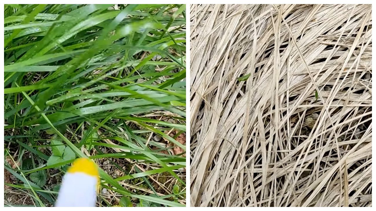 Садівники поділилися рецептом бюджетного розчину проти бурʼянів. Фото: YouTube ПРИРОДНЕ ЗДОРОВ'Я