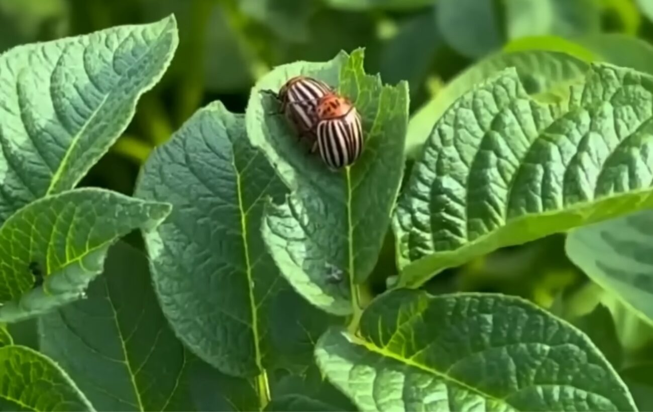 Городники розповіли про дію гірчиці на колорадського жука. Фото: YouTube Dodaj, Umesi, Ispeci ! 