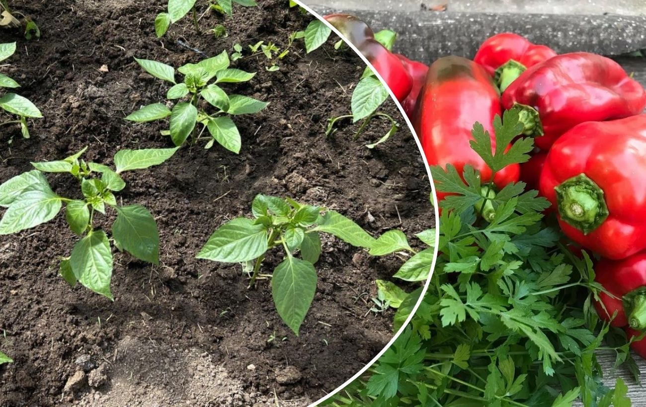 Городники розповіли, коли найкраще висаджувати перці у відкритий ґрунт. Фото: скріншот з відео 