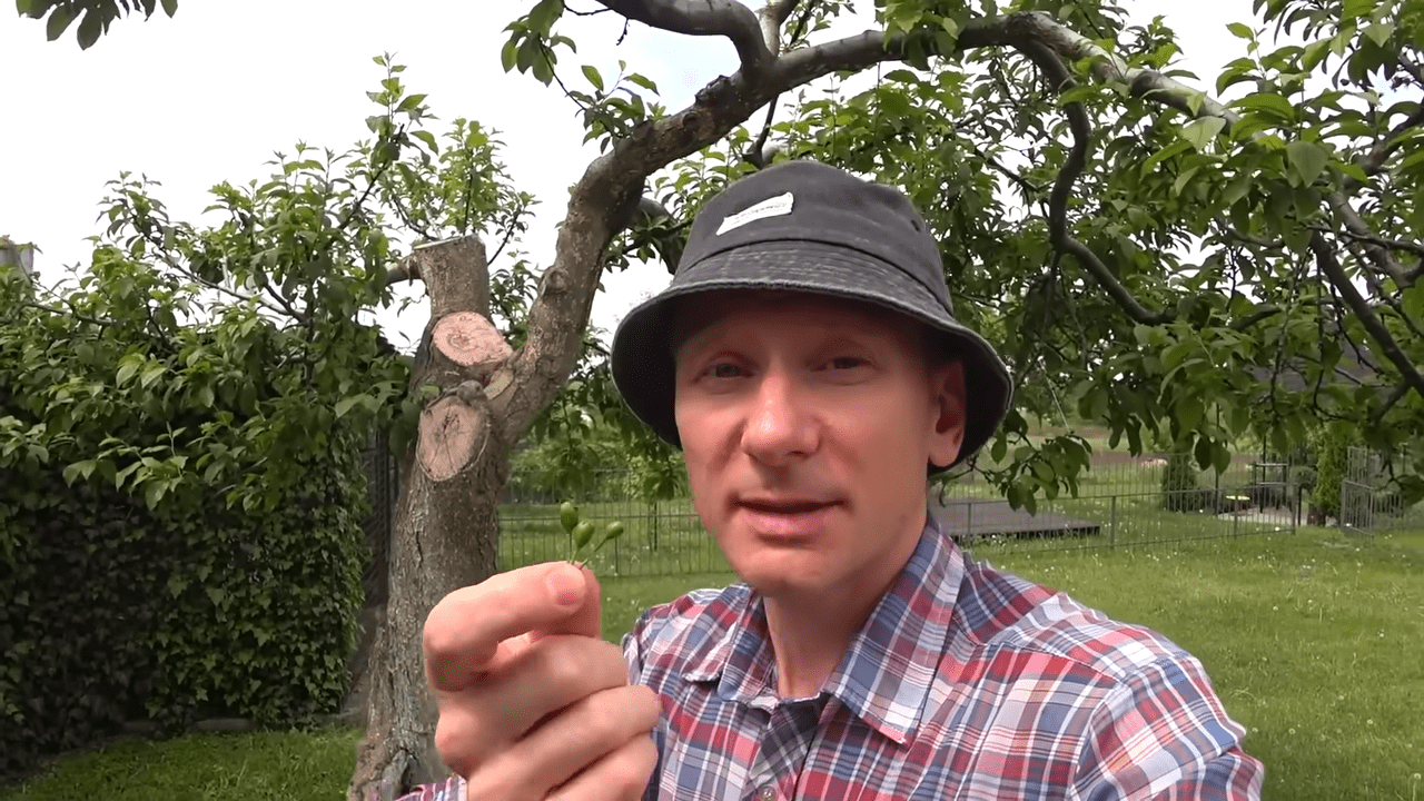 Садівники поділилися схемою сезонної обробки від сливової плодожерки. Фото: YouTube Дача Агронома