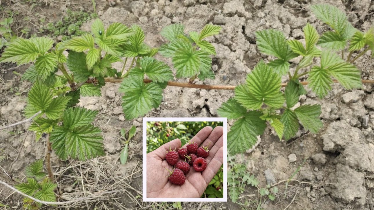 Городники розповіли, як підживлювати малину у квітні. Фото: Добрі новини 