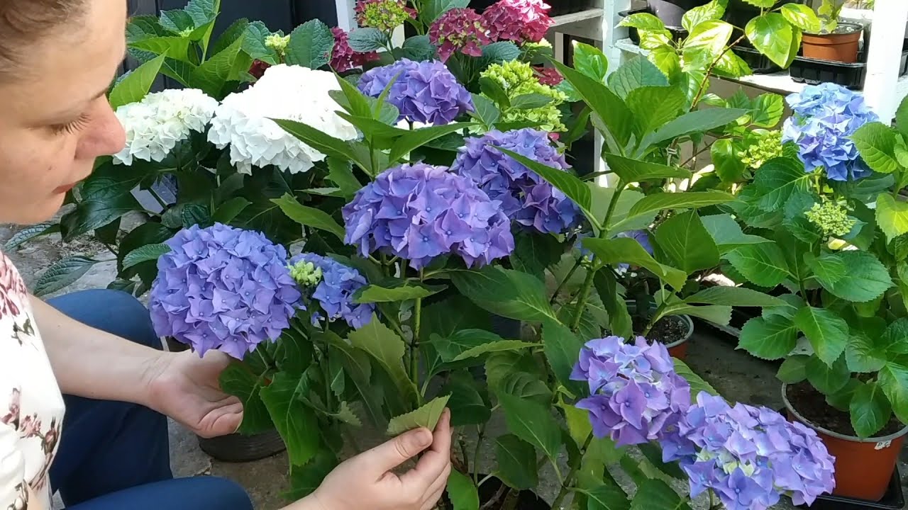 Садівники розповіли, як змусити гортензії зацвісти пишніше. Фото: скриншот з відео