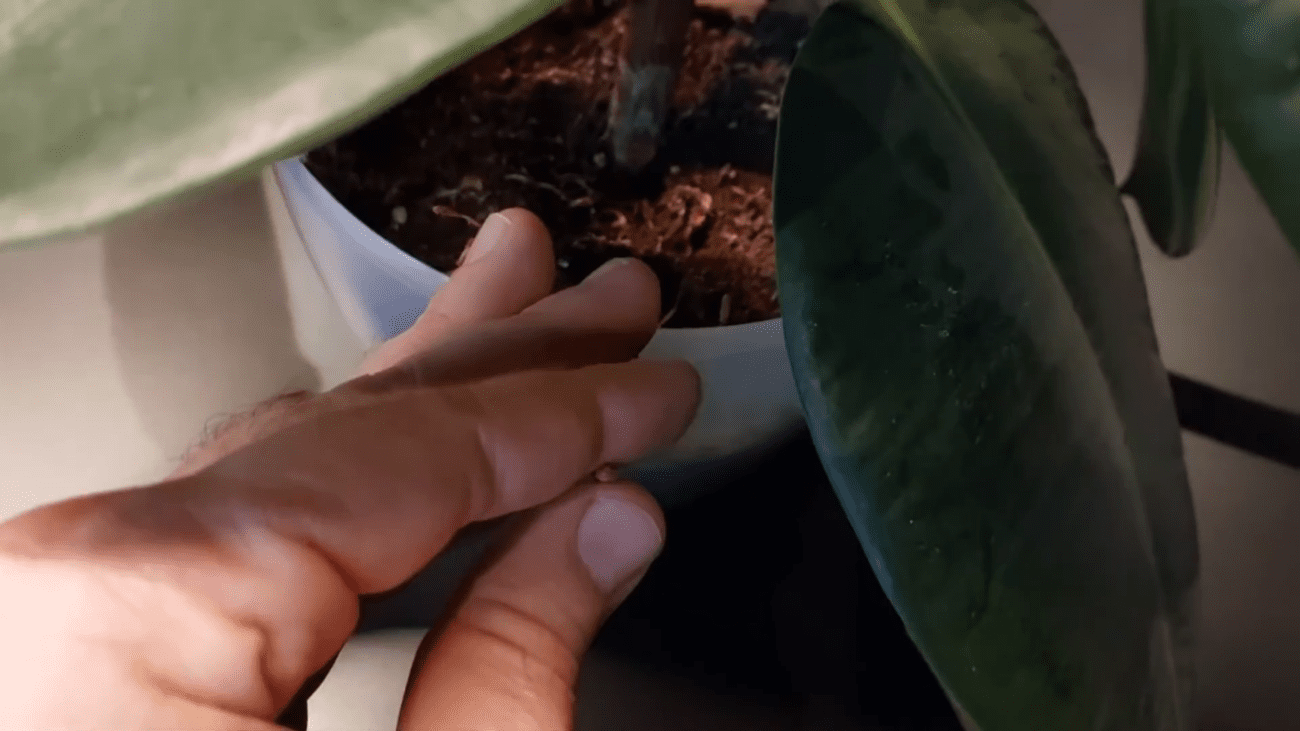 Квітникарі розповіли, чим найкраще підживити фікус для цвітіння та пишного росту рослини. Фото: YouTube Plant Helper | Українською