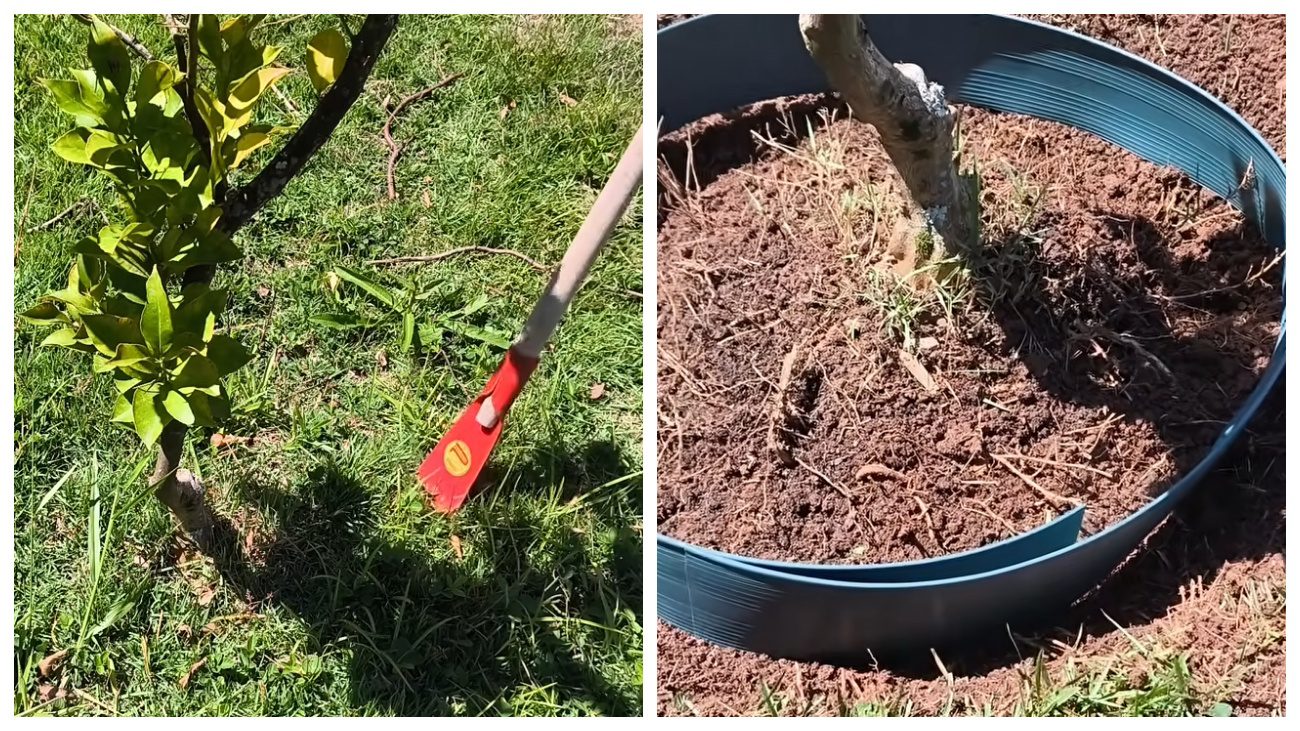 Садівники розповіли, як підготувати дерева до цвітіння. Фото: YouTube Loucos das Plantas