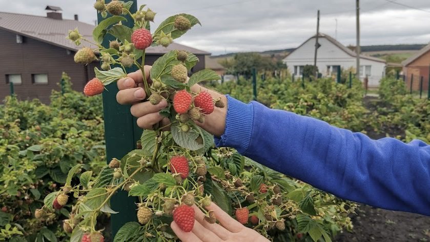 Городники розповіли, як підживлювати малину у квітні. Фото: YouTube Vadym Bardar 