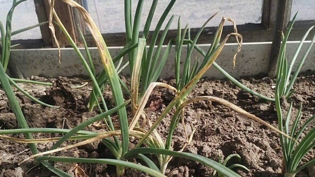 Городники розповіли, як розпізнати та знищити цибулеву муху. Фото: Добрі новини 