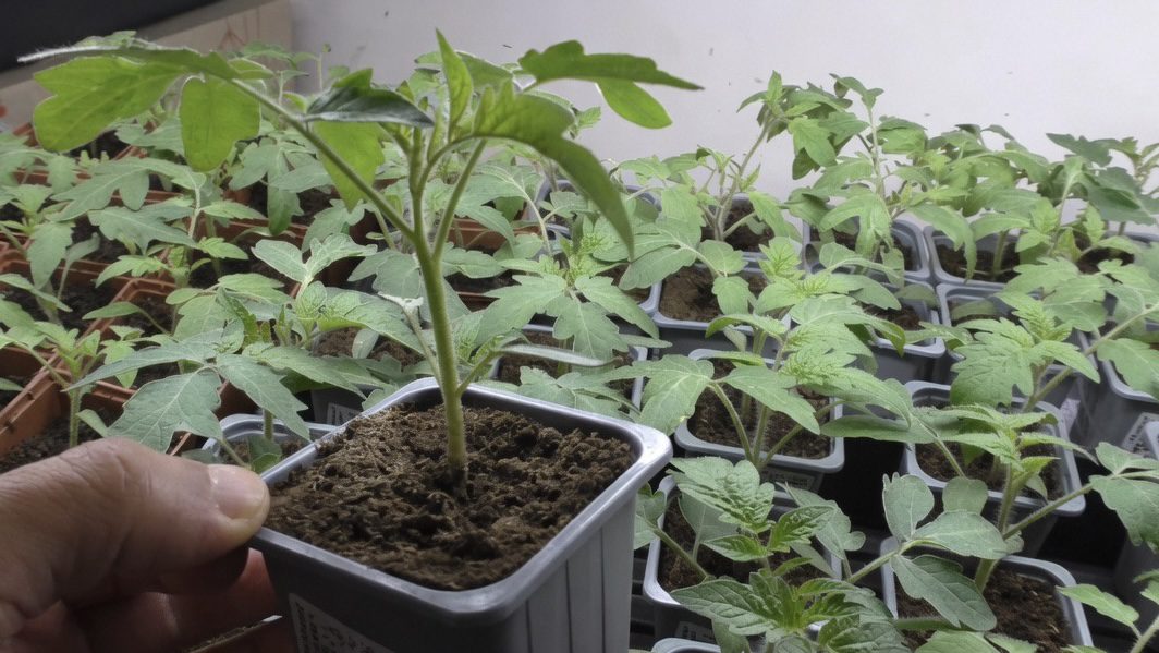 Дачники розповіли, чим підживити помідори після пікірування. Фото: YouTube Наша Дача!