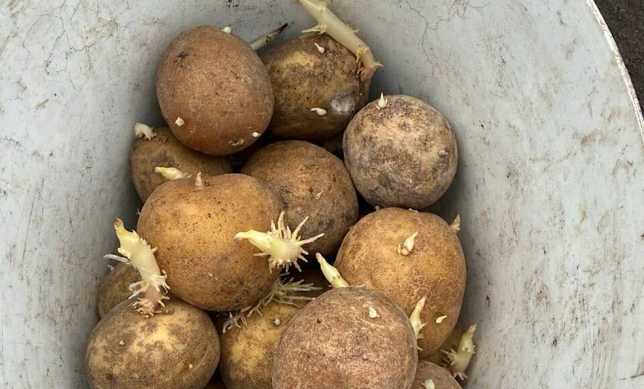 Городники пояснили, як виростити велику картоплю. Фото: Сенсація 