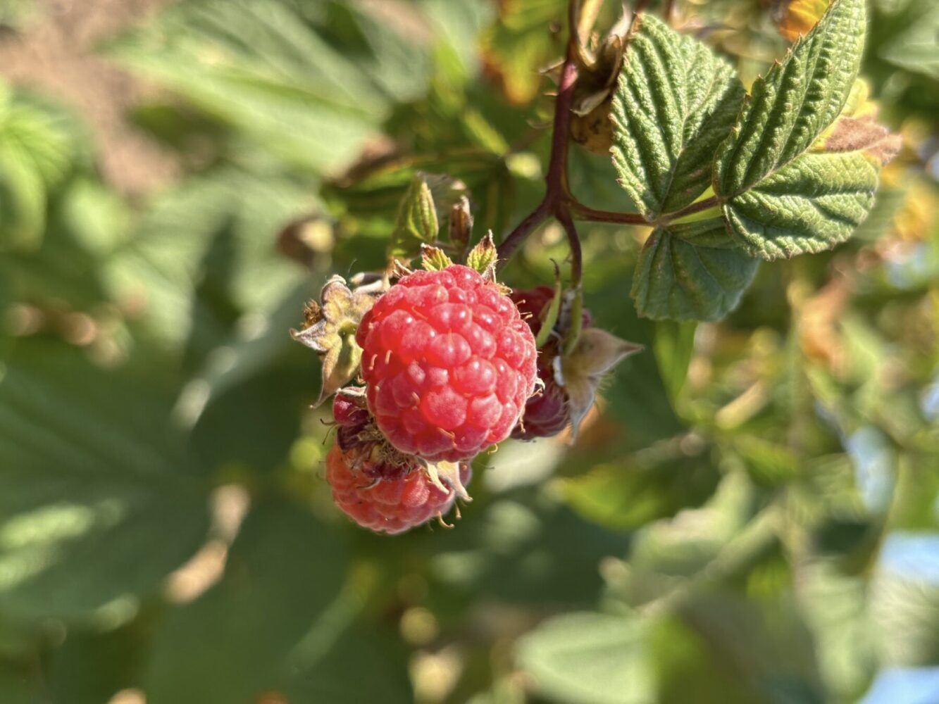 Як виростити пишно та соковиту малину. Фото: Сенсація