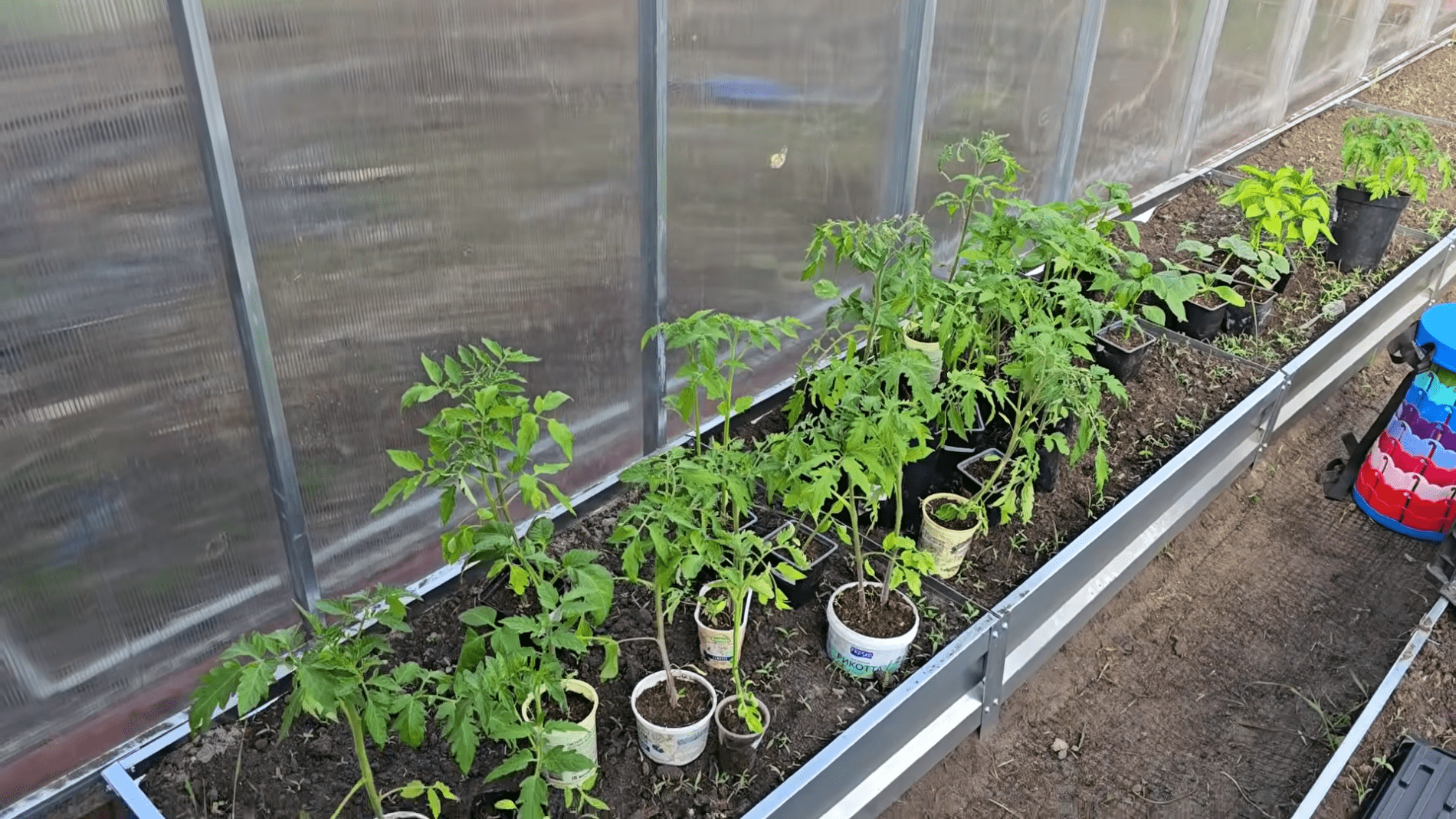 Городники розповіли, як визначити момент для висадки розсади томатів. Фото: YouTube