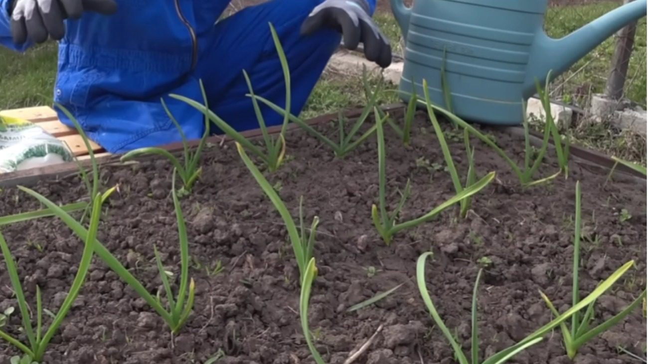 Весняне підживлення часнику, яке зробить листя зеленим навіть у холодну погоду Фото: YouTube Ігор Критикує