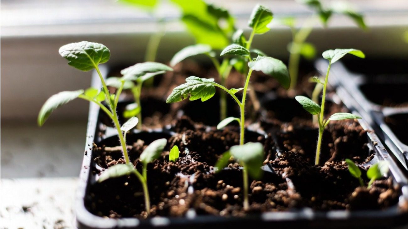 Як швидко перетворити кволу розсаду на майбутніх рекордсменів урожаю Фото: Сенсація
