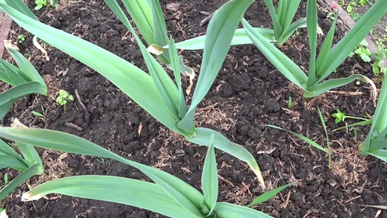 Садівник розповів, яке підживлення 100% працює по холодній землі Фото: YouTube Дача агронома