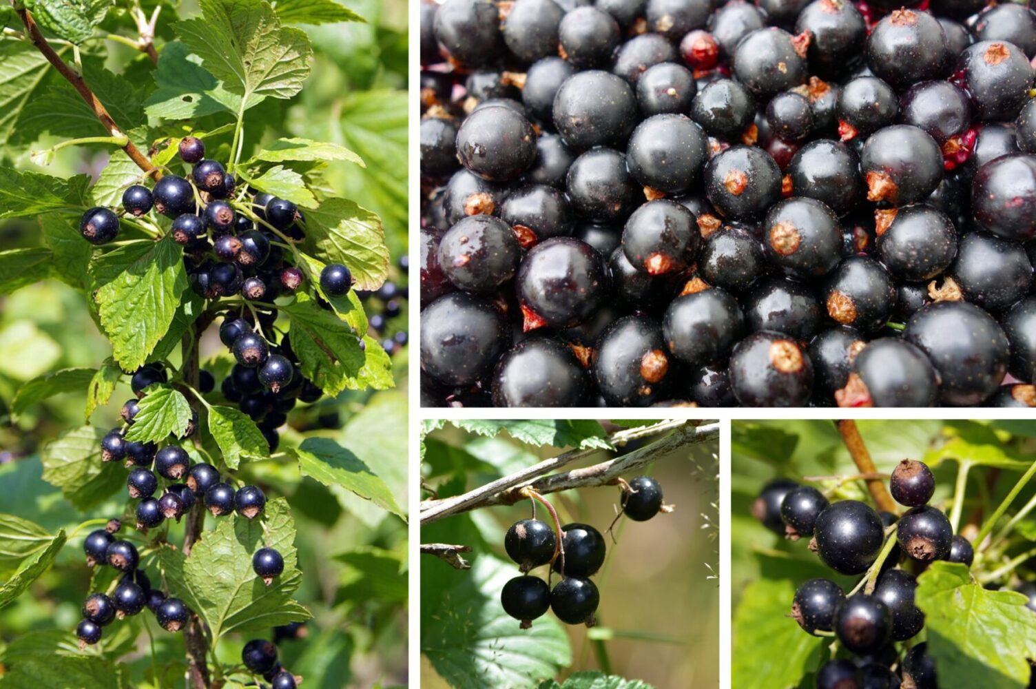 Агроном розповів, як підживити смородину навесні 